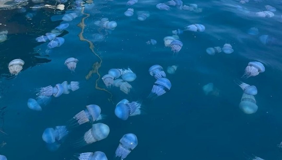 40 kilograma kadar ulaşabiliyorlar: “Sakın temas etmeyin” – Son Dakika Türkiye Haberleri