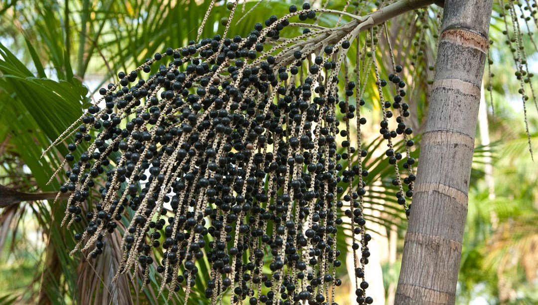 Kansersavar meyvelerin listesi: Dünyada süper gıda olarak da biliniyor
