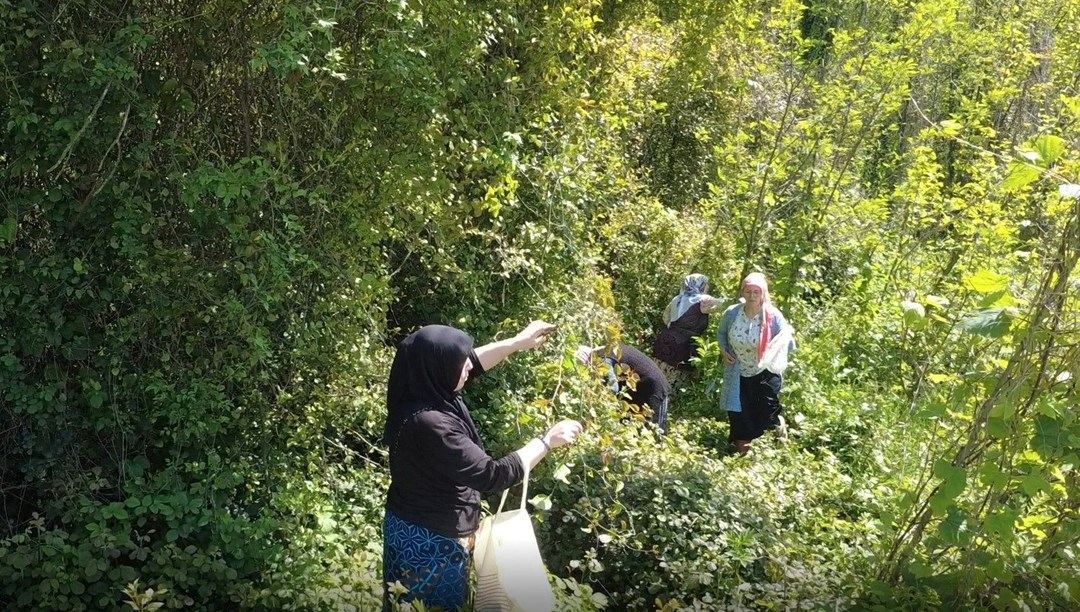 Toplaması zor yemesi kolay “yeşil altın”: Kan temizleyici özelliği varmış – Son Dakika Türkiye Haberleri