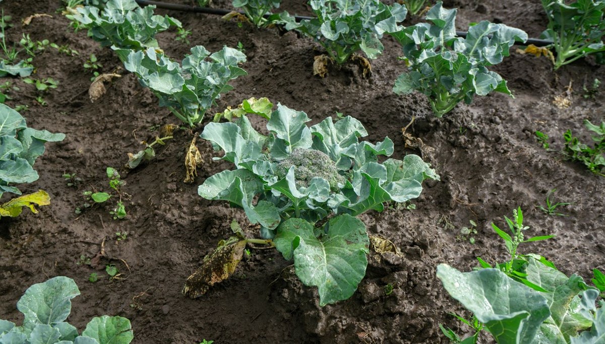 3 süper gıda kansersavarmış: Vücuttaki iltihabı da azaltıyor