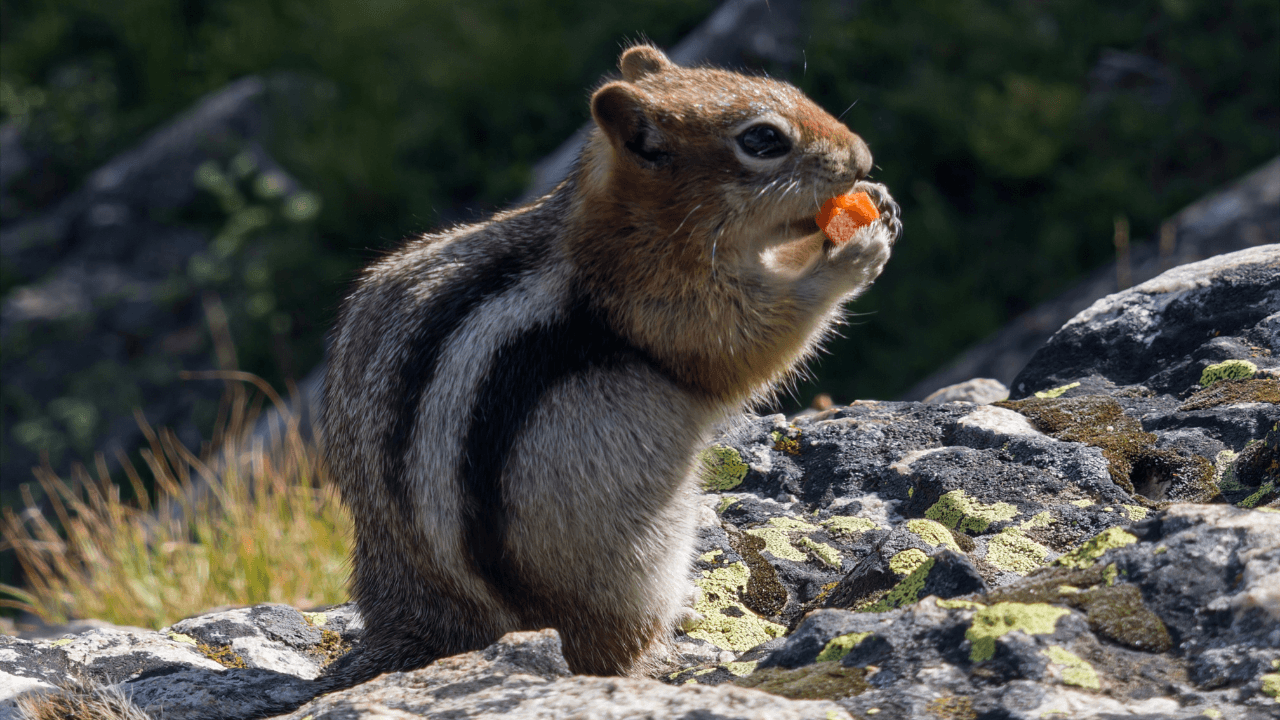 Adobe’nin mobil fotoğrafçılık uygulaması: Project Indigo