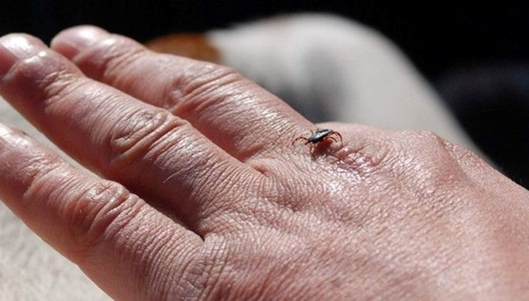 Her kene ölümcül virüs taşımıyor: KKKA’dan ölüm oranı yüzde 5 – Son Dakika Türkiye Haberleri