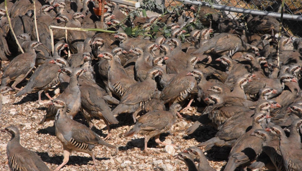 Kene ile doğal mücadele: Yüzlercesi doğaya bırakılıyor