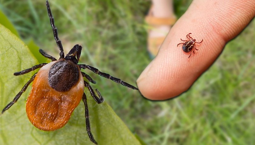 Kene ısırmasında bunlara dikkat: Önlem olarak ne yapılmalı? – Son Dakika Türkiye Haberleri