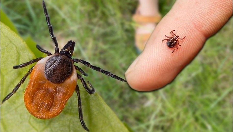 Peki kene artışının temel sebepleri nedir? Nelere dikkat edilmeli?