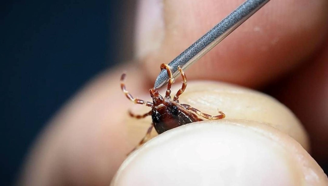 Sağlık Bakanlığından “Kırım Kongo Kanamalı Ateşi” uyarısı