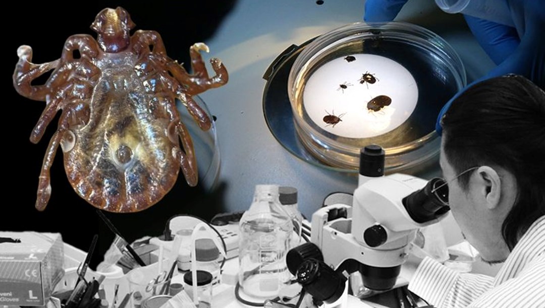 Türkiye’de yeni kene türü! Japon uzman uyardı: 30’dan fazla hastalık taşıyor – Son Dakika Türkiye Haberleri