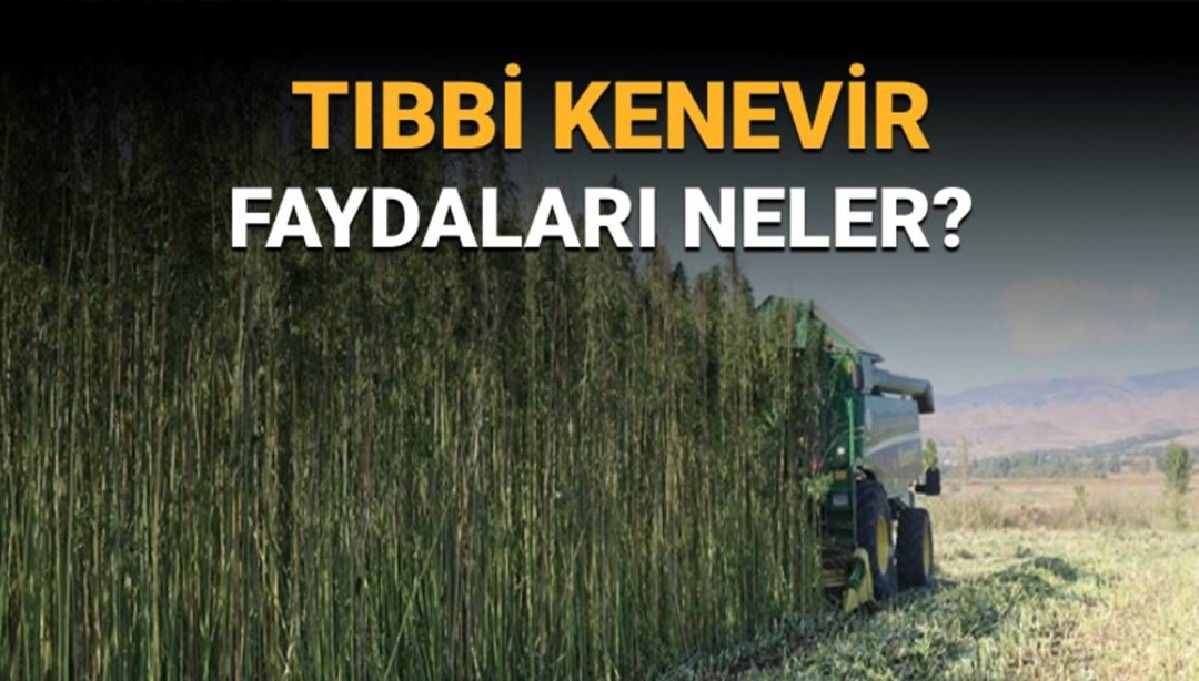 Artık eczanelerde satılabilecek: Tıbbi kenevir nedir, faydaları neler?