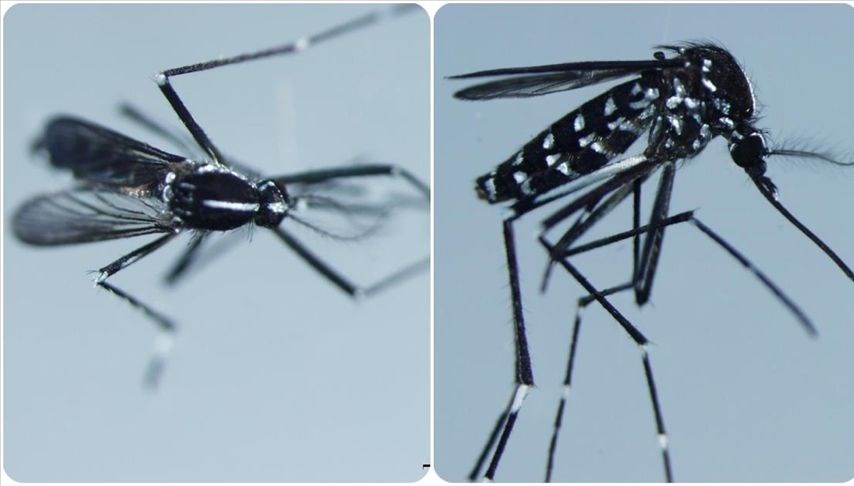 Chikungunya virüsünün görüldüğü ülkeler: Chikungunya virüsü nedir, belirtileri neler?