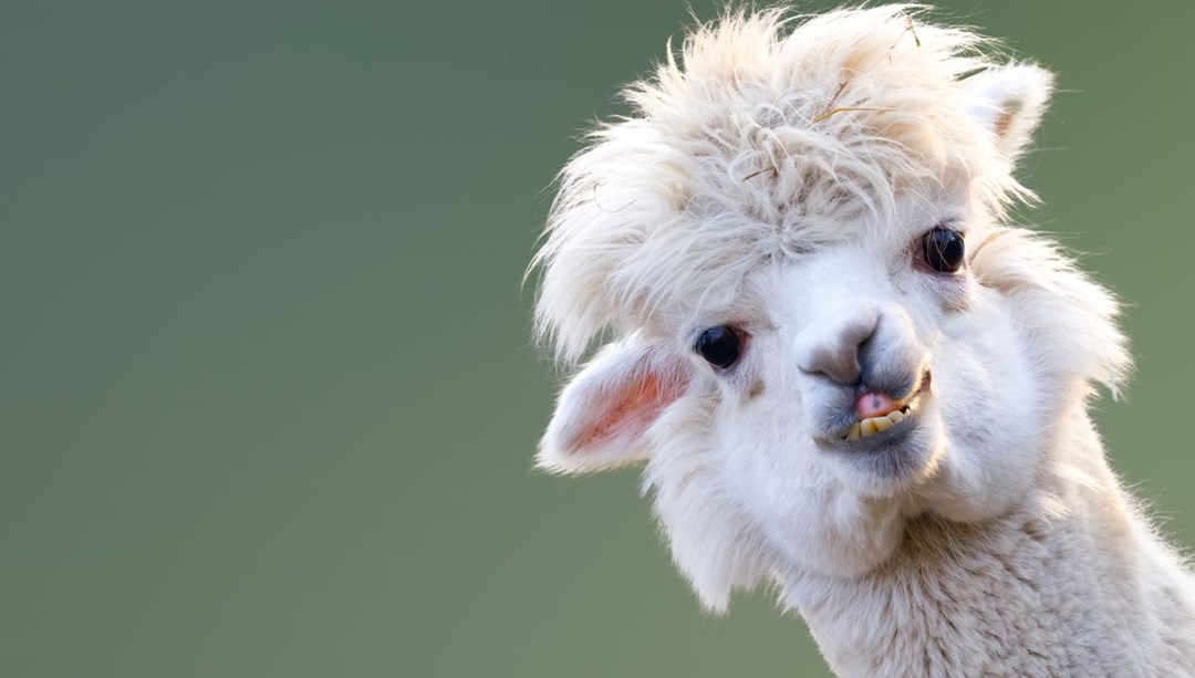 Şizofreniyle savaşta umut olabilecek hayvan belirlendi – Son Dakika Dünya Haberleri