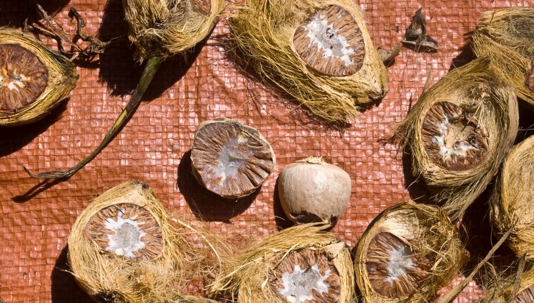 Doğal ilaç görevi görüyor: Vücuttaki zehri temizliyormuş