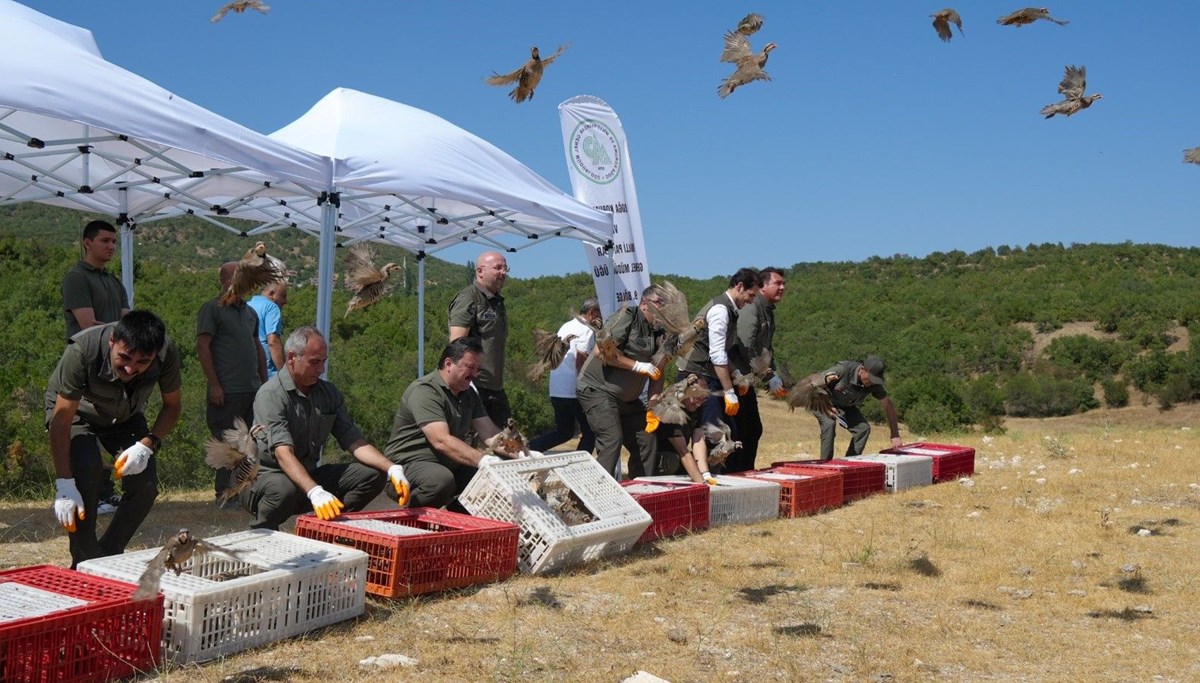 Kene mücadelesi sürüyor! 1 milyon keklik doğaya salındı