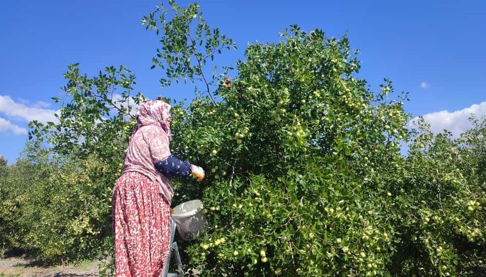 Çinliler şifalı diye bol bol tüketiyor: Halk arasında ona “hayat meyvesi” diyorlar