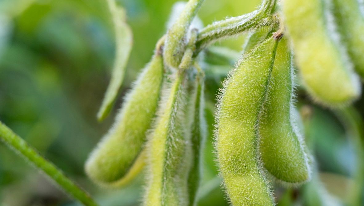 Meme kanseri vakaları artıyor: 6 besini tüketmek riski azaltabilir