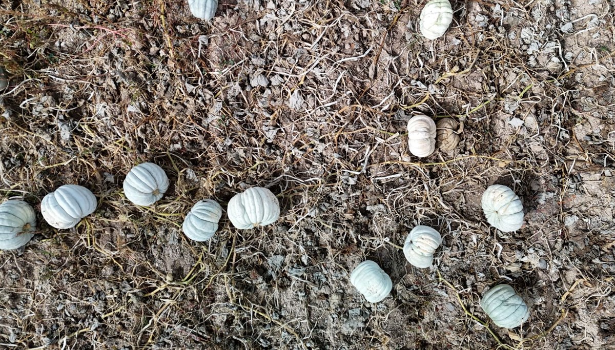 Psikolojiye iyi geldiği söyleniyor: Tarla fiyatı 20 lira