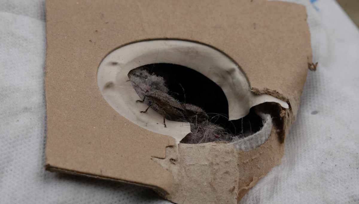 Uzmanlar uyardı! Kahverengi kokarca böceğine dokunmayın