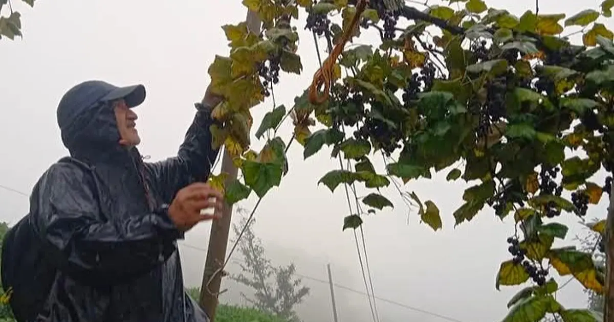 Rize’nin “çüme”si tok tutup, kan yapıyor: Kışın enerji vermesi için saklanıyor