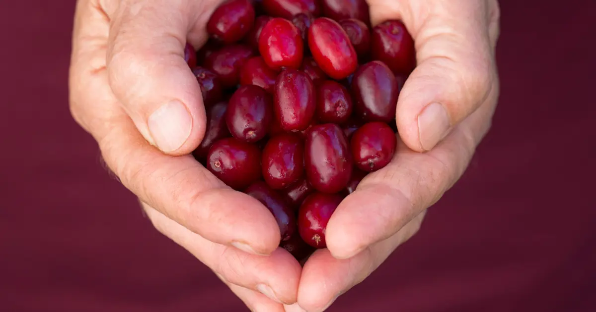 Antioksidan, C vitamini ne varsa onda. Doğal bağışıklık güçlendirici