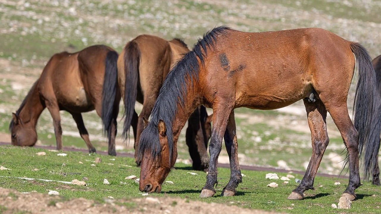 Raman Dağı’ndaki Yılkı Atları Doğaseverlerin İlgi Odağı Oldu