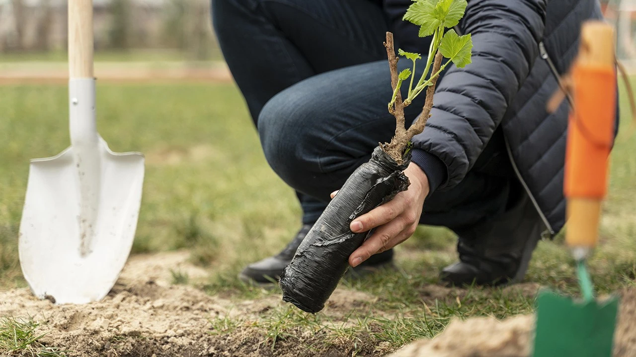 Batman’da Yeşil Seferberlik: 664 Bin Fidan Toprakla Buluştu
