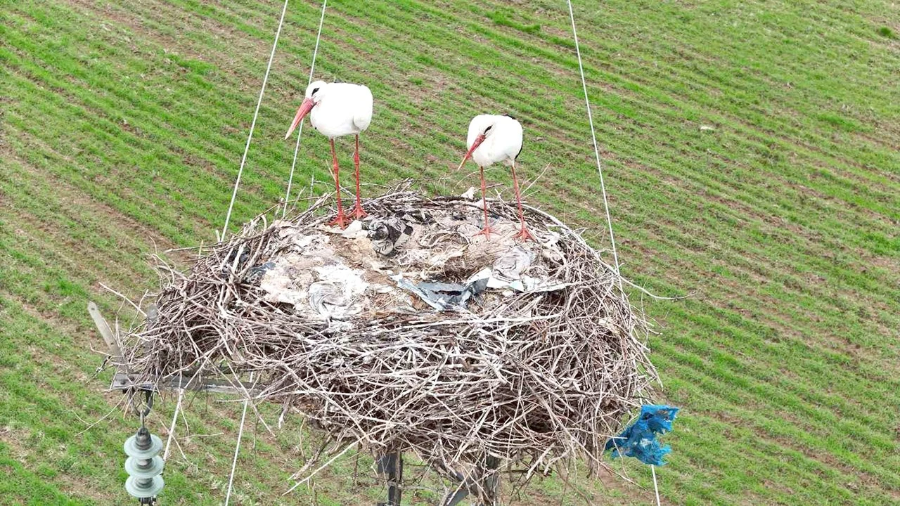 Leyleklerin Dicle’ye Yolculuğu: Etiyopya ve Somali’den Gelen Misafirler