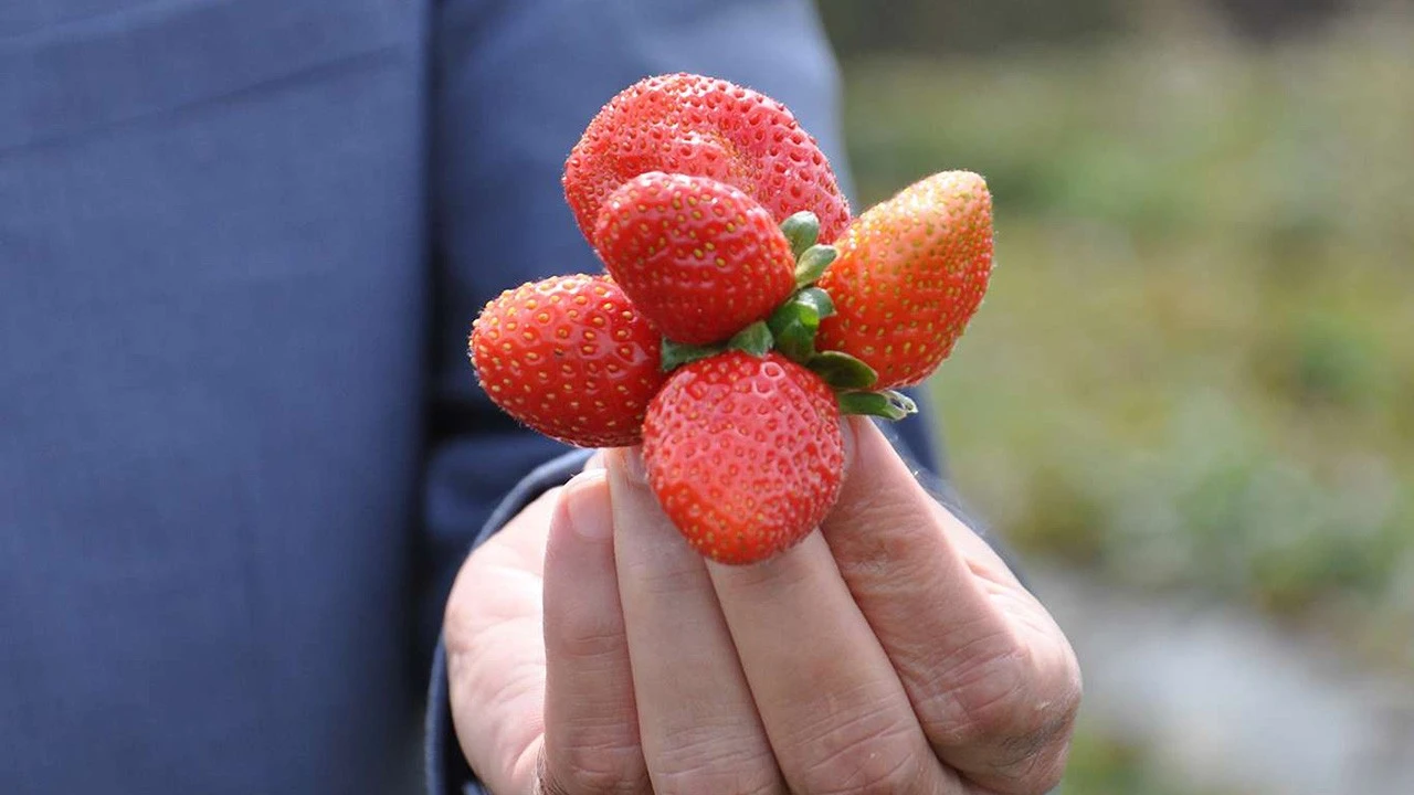 Sason’da Çilek Hasadı Ekonomiyi Canlandırıyor