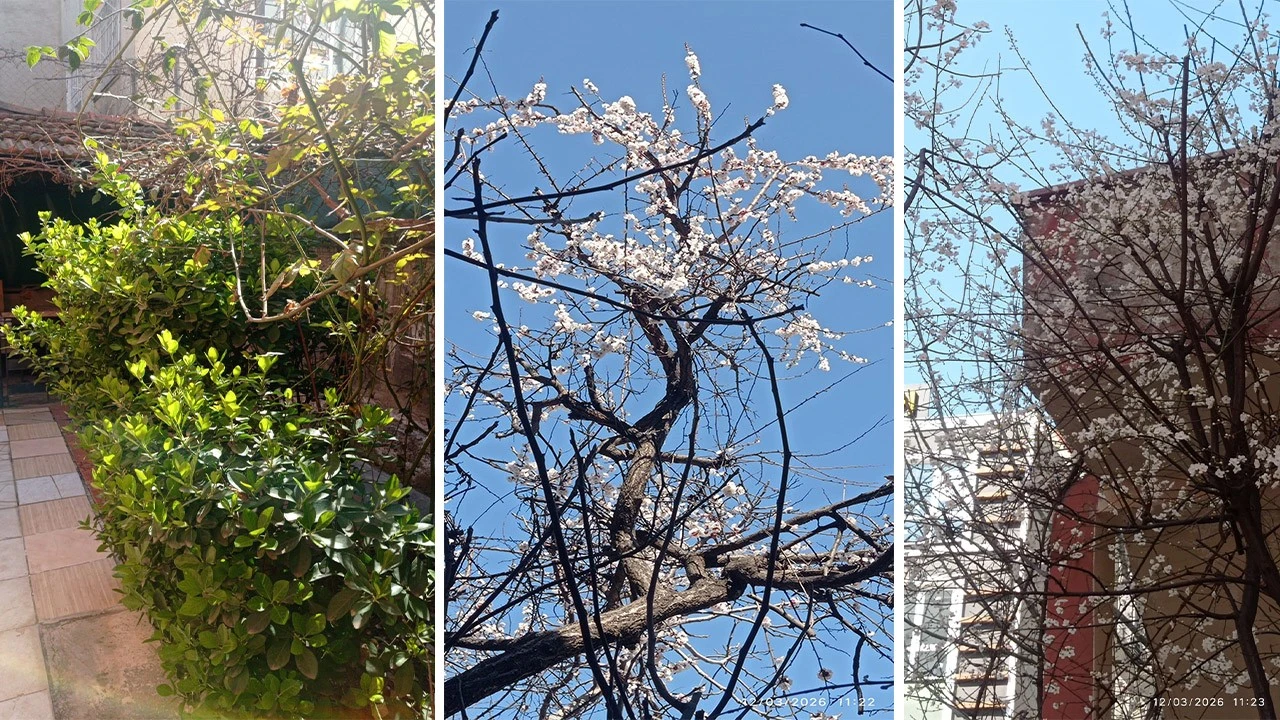 Batman’da Bahar Erken Karşıladı: Doğa Canlanıyor