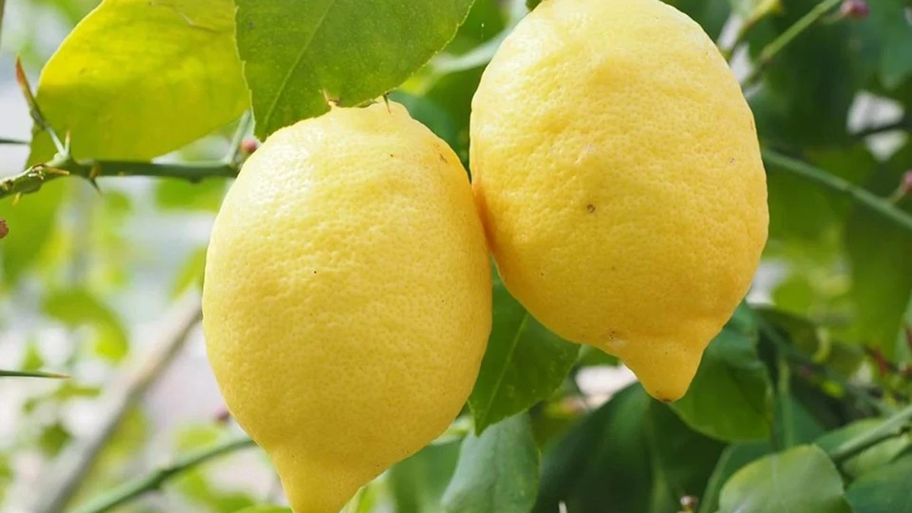 Limon İthalatında Gümrük Vergisi Düzenlemesi Yapıldı