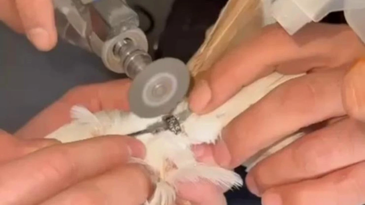 Batman’da Güvercinin Hayatı İtfaiye Ekipleri Tarafından Kurtarıldı