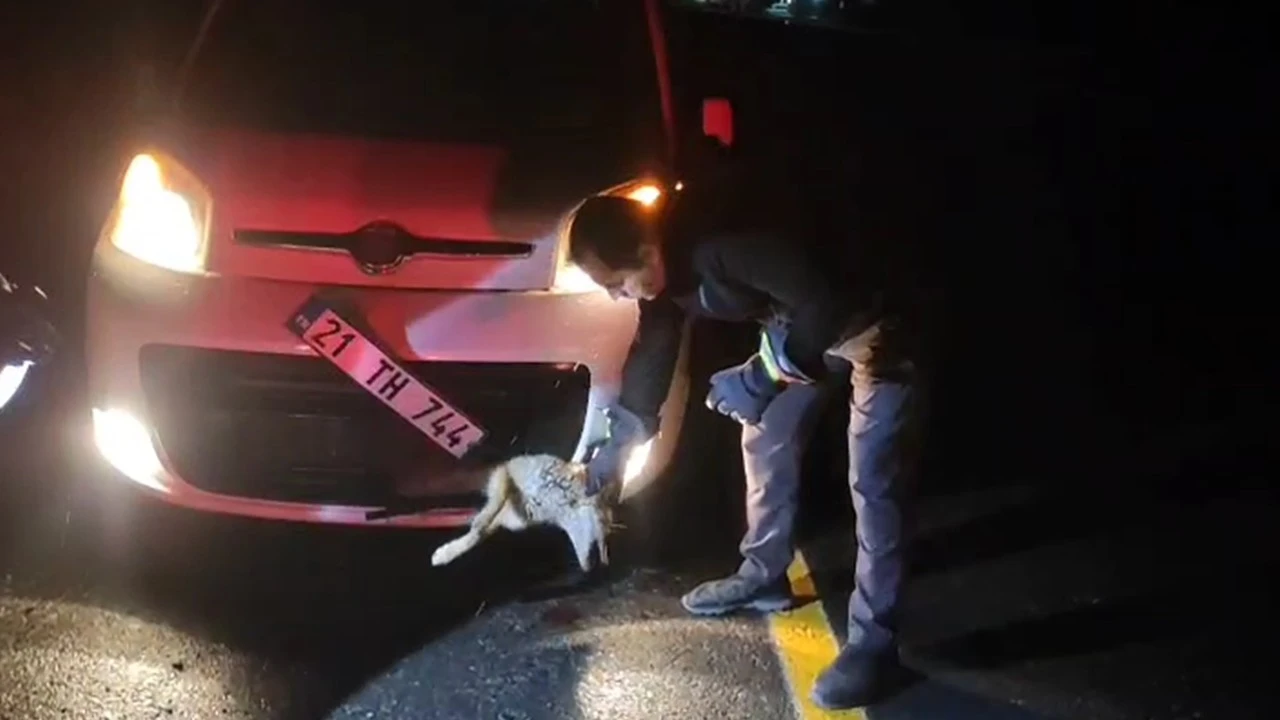 Diktepe Yolunda Yaralı Tilki Kurtarıldı