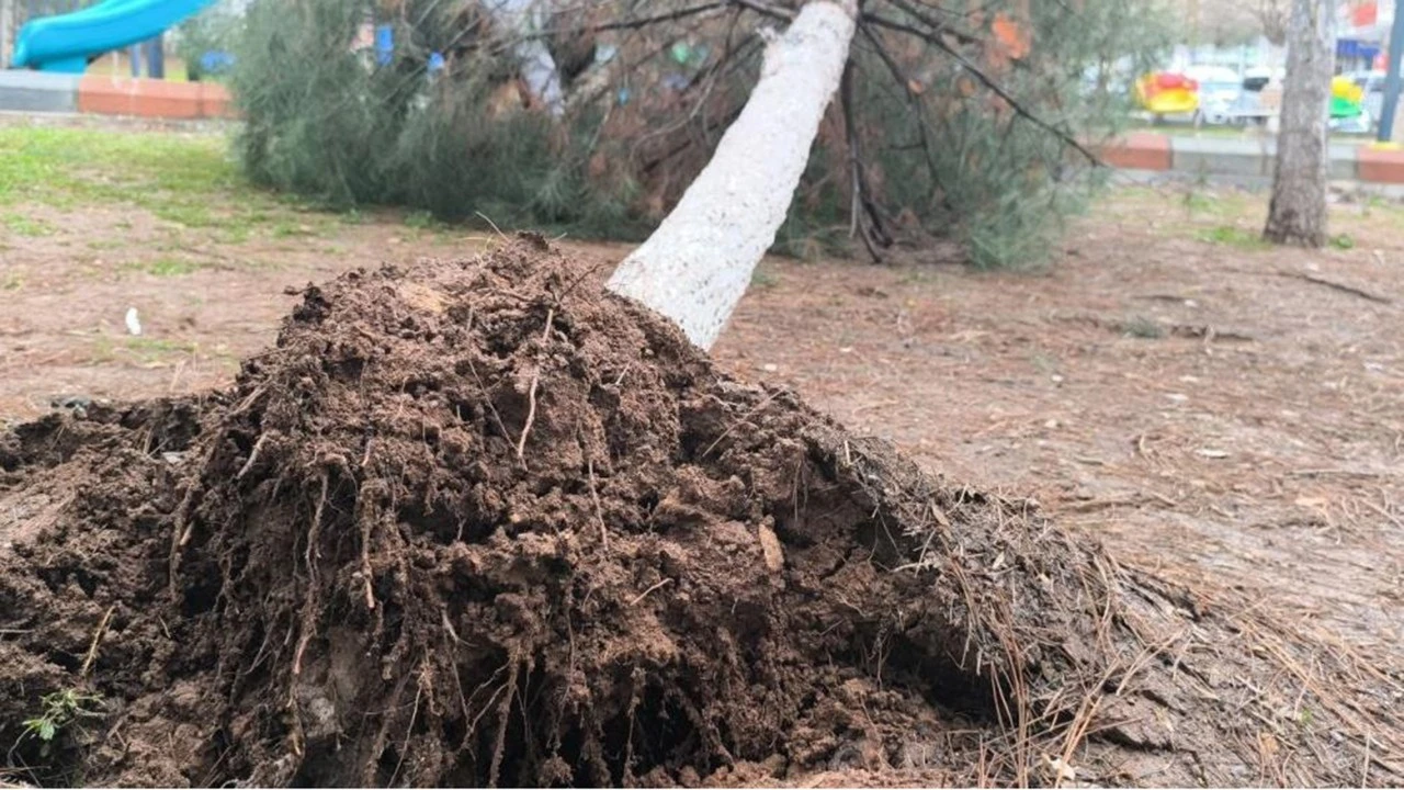 Gercüş’te Fırtına Sonrası Ağaçlar Kökünden Söküldü
