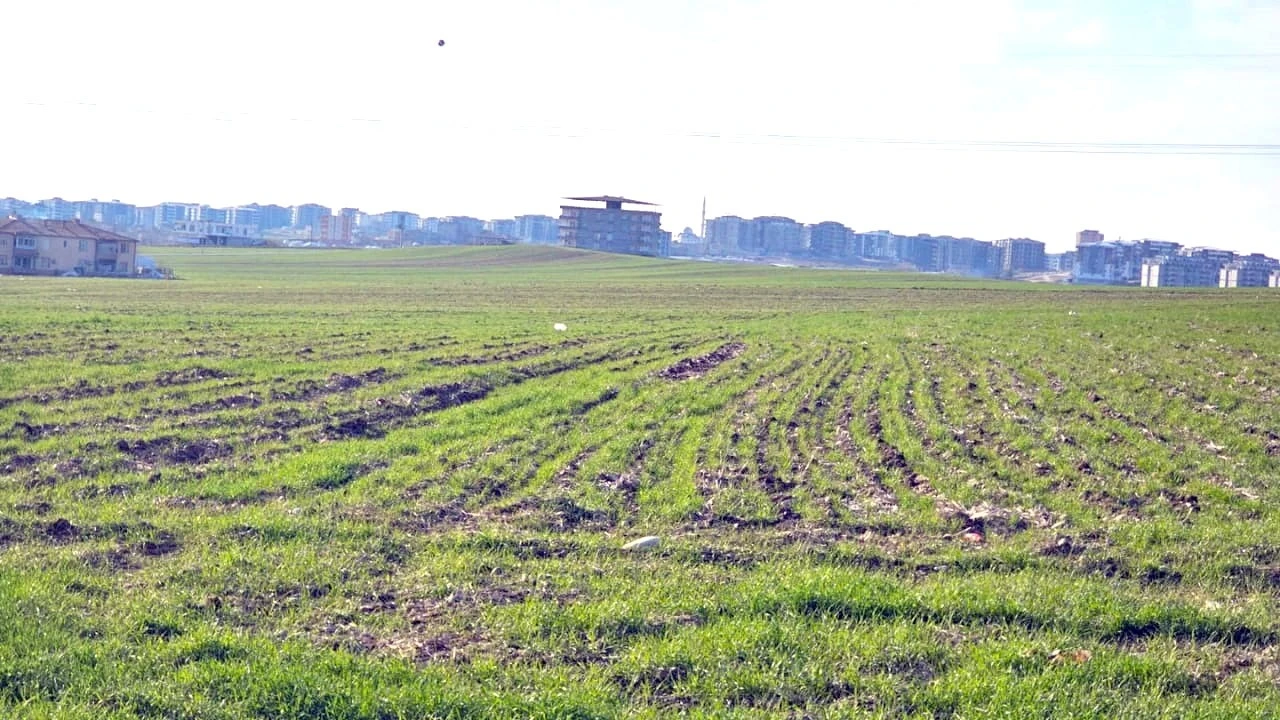 Batman Ovası’nda Buğday Rekoltesi İçin Umutlar Artıyor