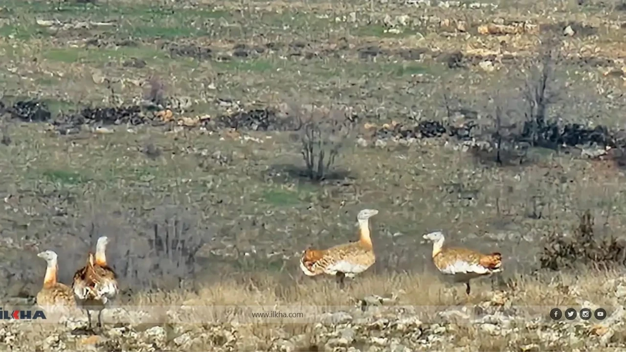 Batman’da Nadir Toy Kuşu Yeniden Görüldü: Doğa Koruma için Umut Verici Bir Gelişme