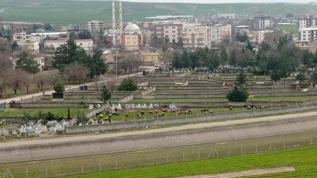 Koyunların Tercihi: Mezarlık Alanı, Doğal Otlaklara Tercih Edildi
