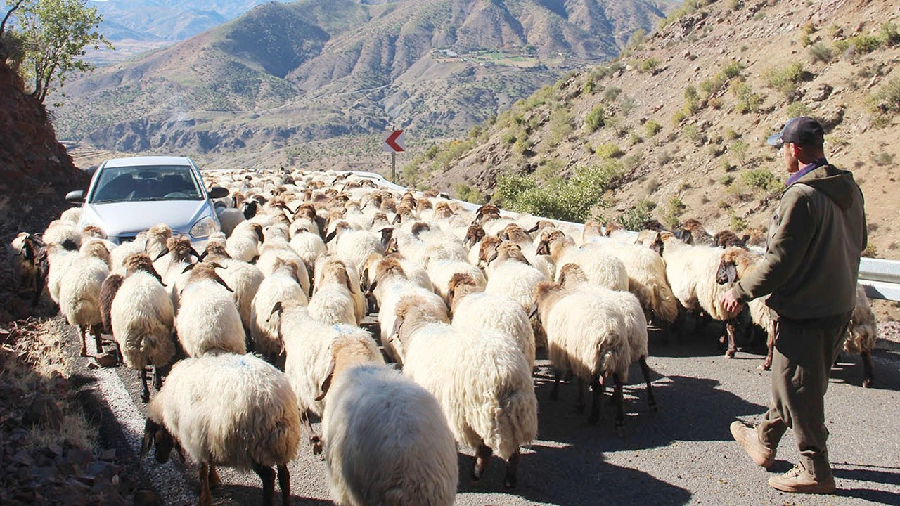 Batman’da Göçebe Hayvancılıkla İlgili Önemli Çalıştay Düzenlenecek