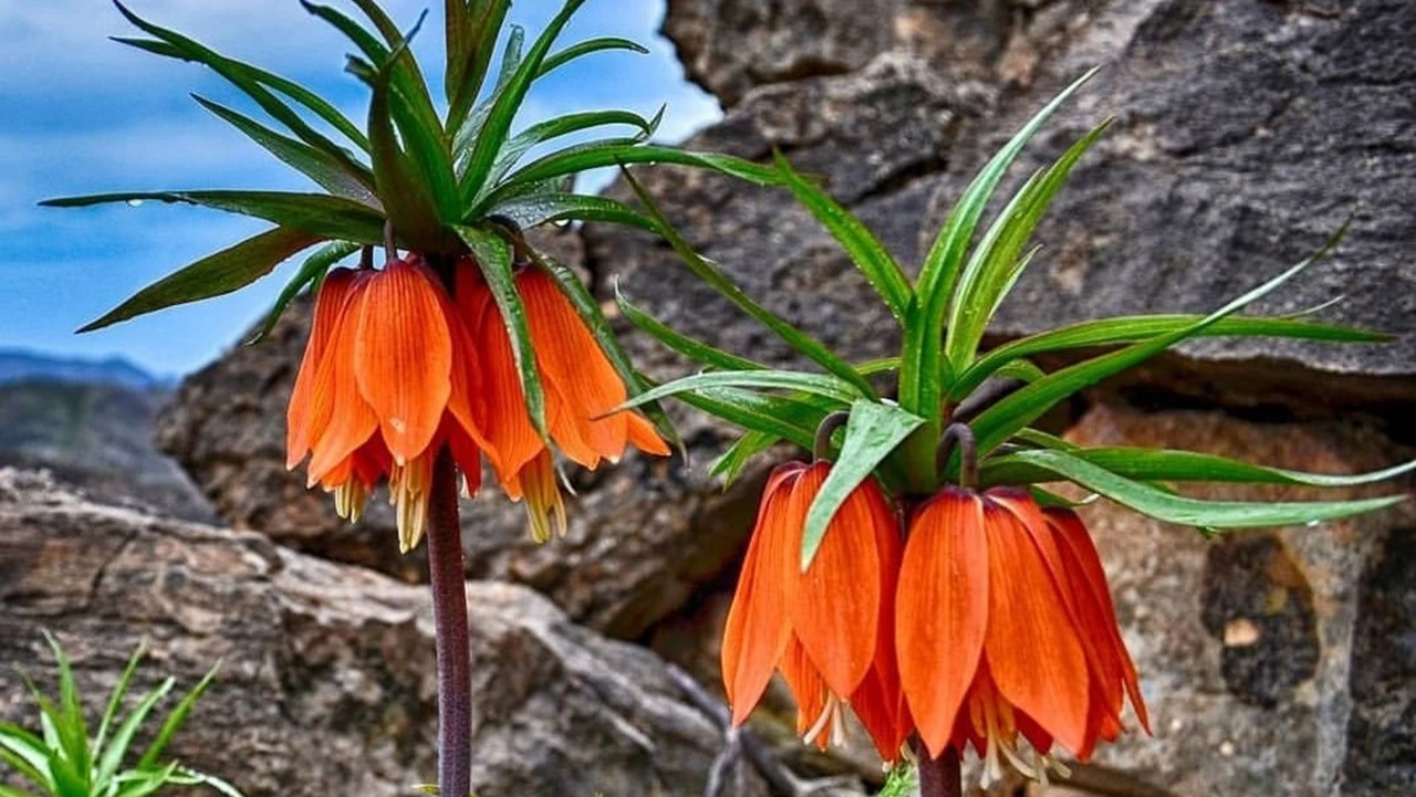 Ters Lale Koparanlara 577 Bin TL Ceza Uygulanıyor