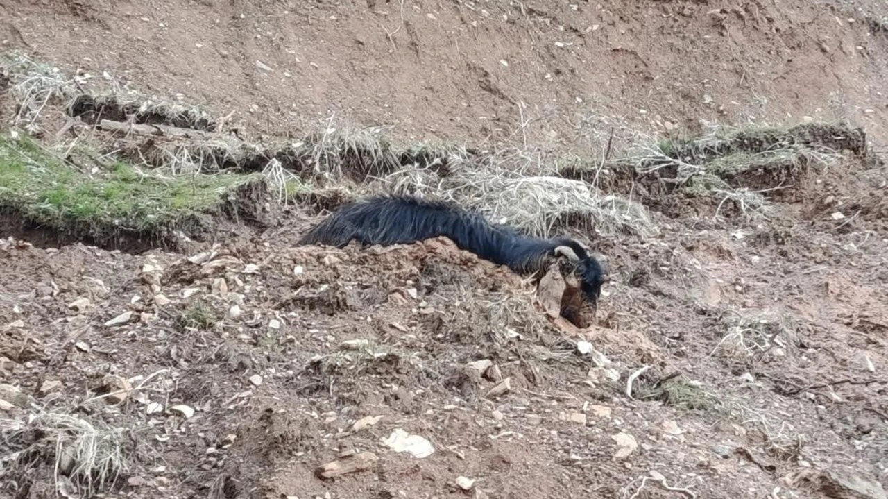 Kaşyayla Köyünde Mahsur Kalan Keçi Zamanında Kurtarıldı