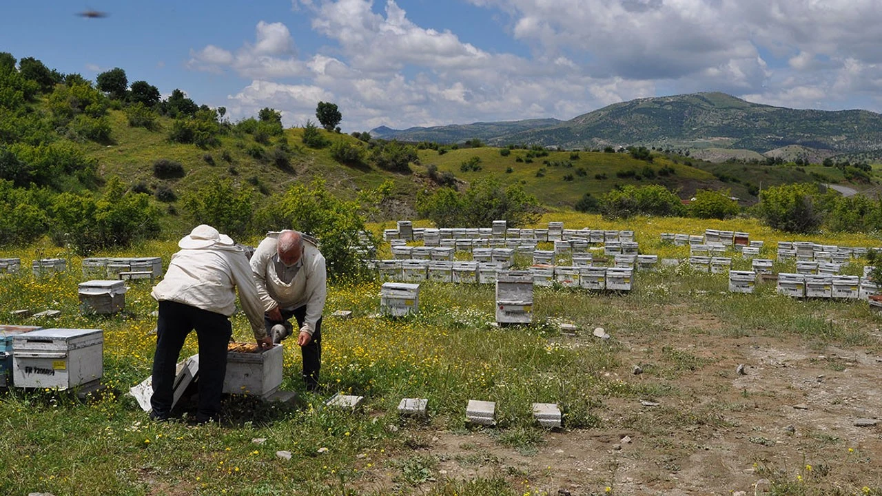Batman’da Arıcılıkta Yeni Dönem: 7 Bal Ormanı Kuruldu