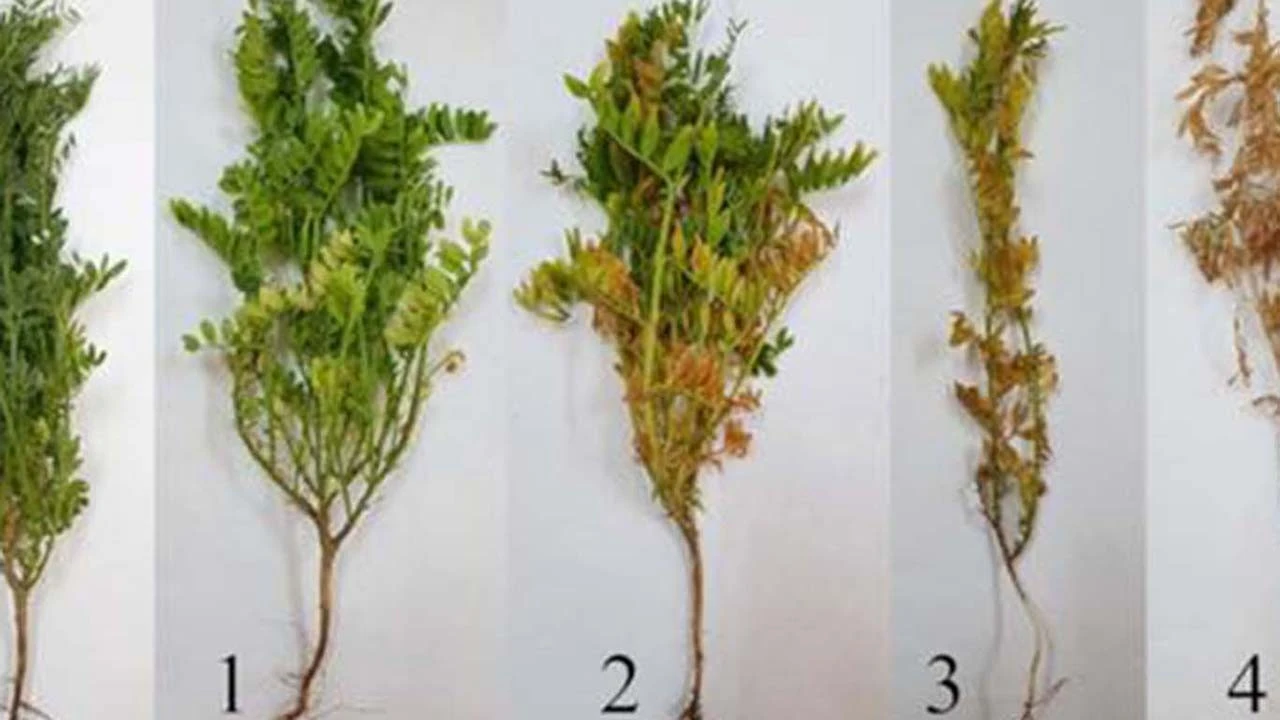 Mercimek Tarlalarında Artan Hastalık Riski Uyarısı