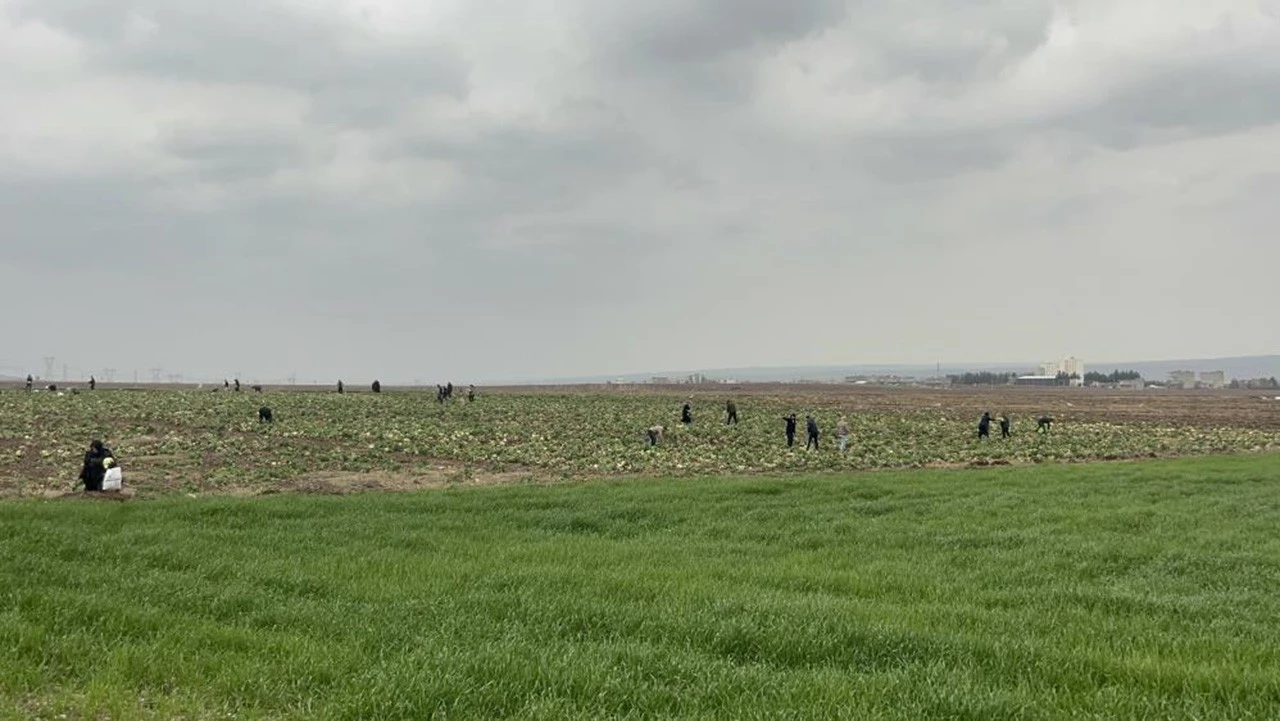 Yağmur altında lahana toplayan Batmanlılar tarlaya akın etti