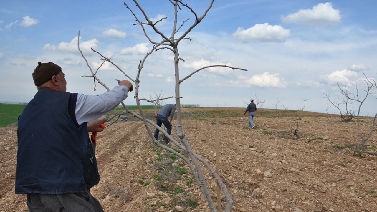Bağ ve Bahçelerde Hastalıklara Karşı Önlem Zamanı
