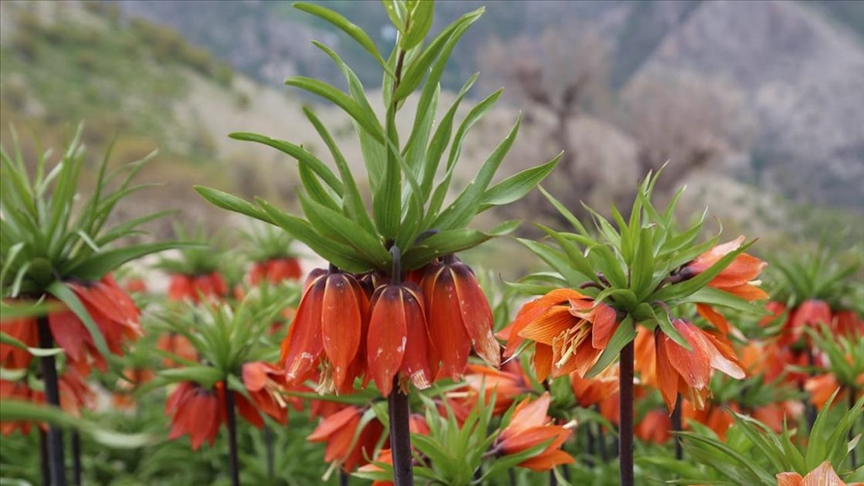 Sason’da Ters Laleler Çiçek Açtı, Koparma Cezası 577 Bin TL