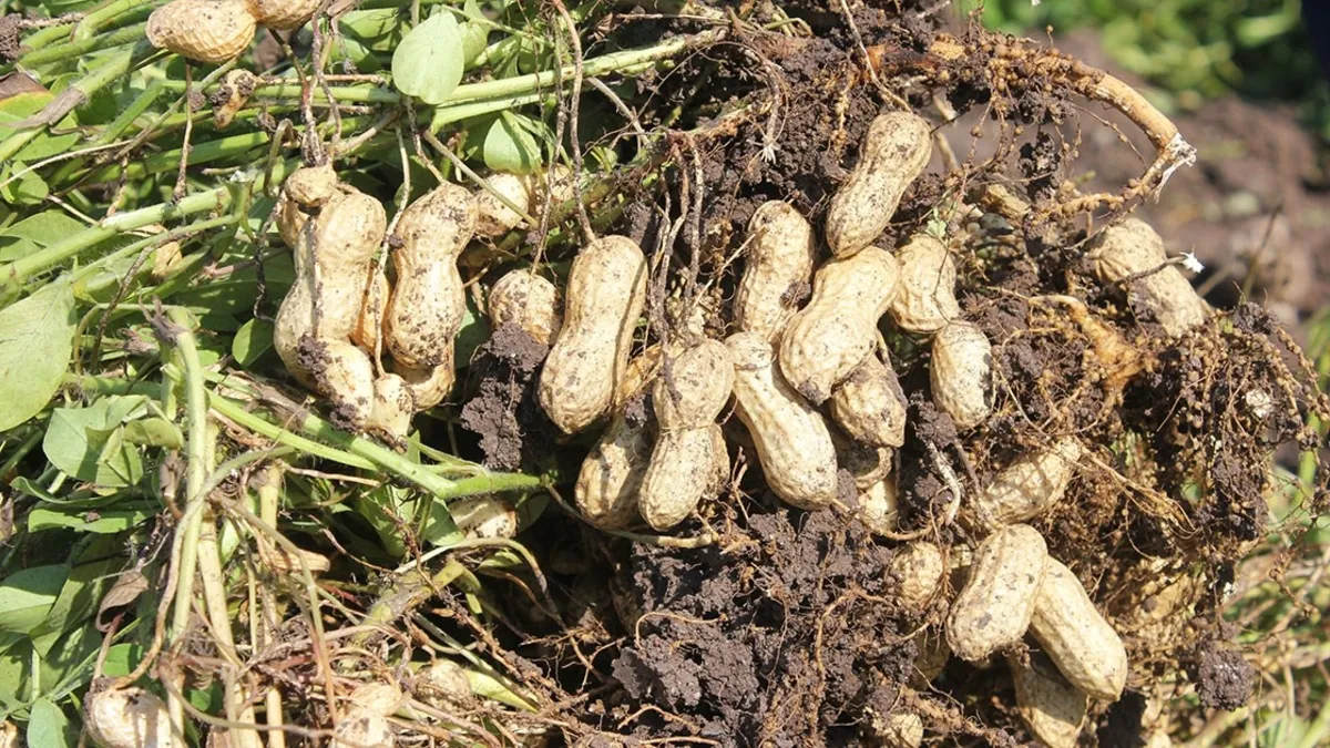 Yer Fıstığının Kabuğunun Gücü: Yeni Bir Mucize Keşfedildi