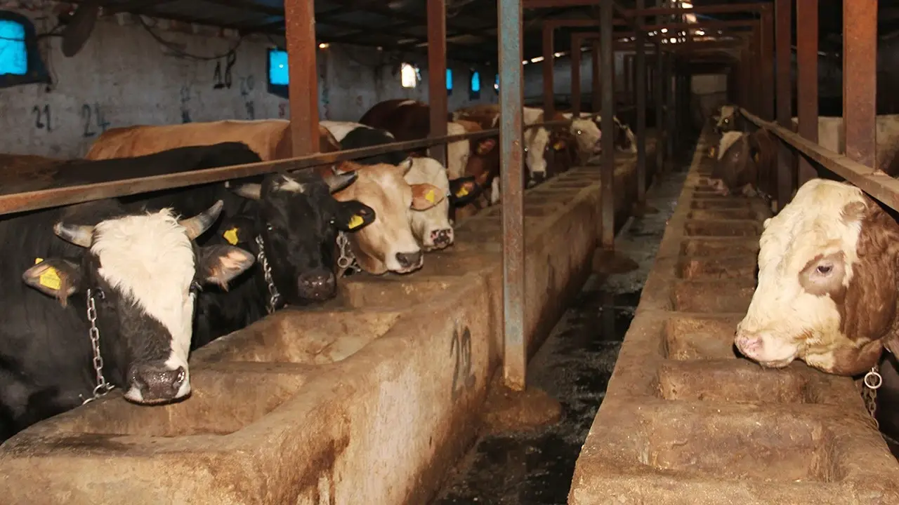 Hayvancılık Tehlikede: Besiciler Acil Önlem Talep Ediyor
