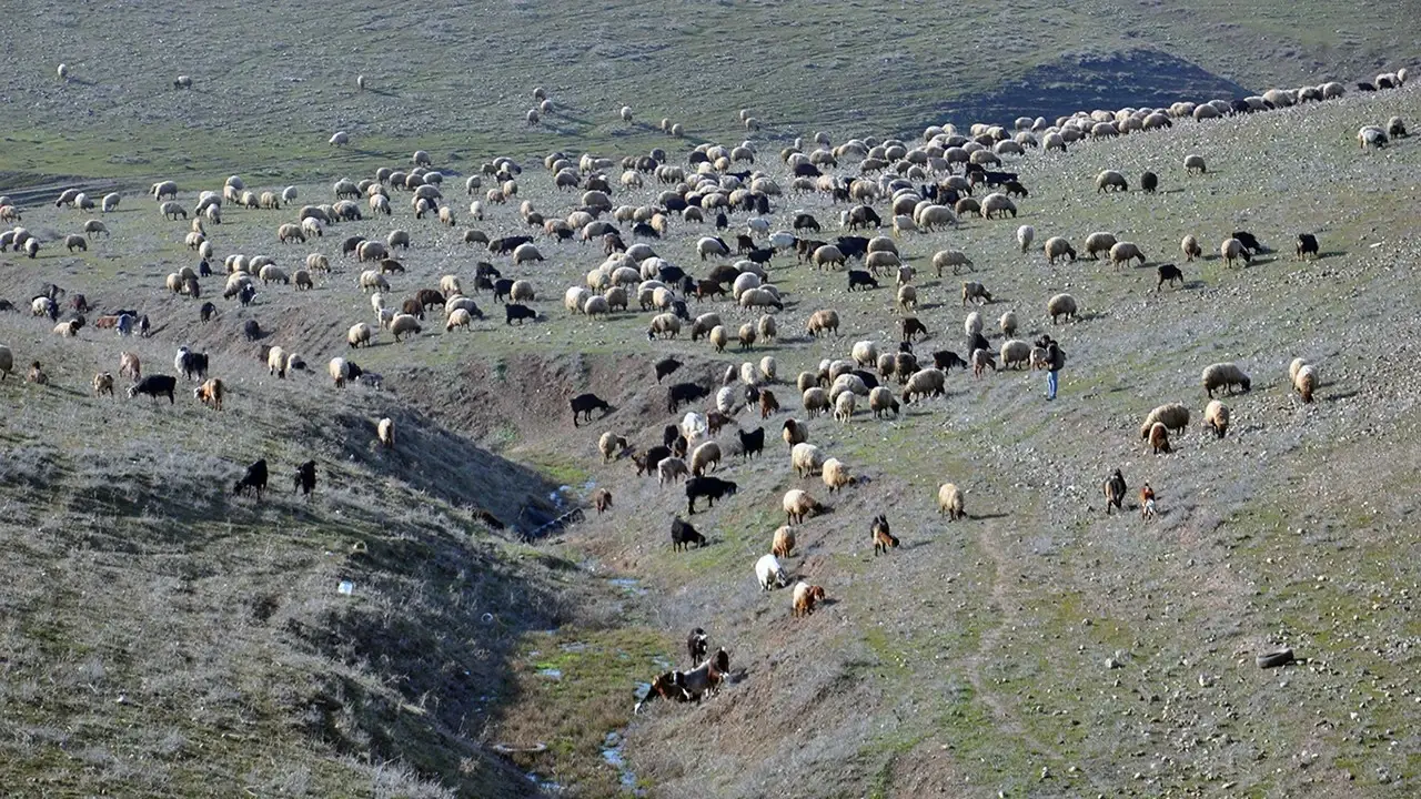 Kırsalda Hayvancılığa Destek: 100 Baş Hayvan Yardımı Başlatıldı