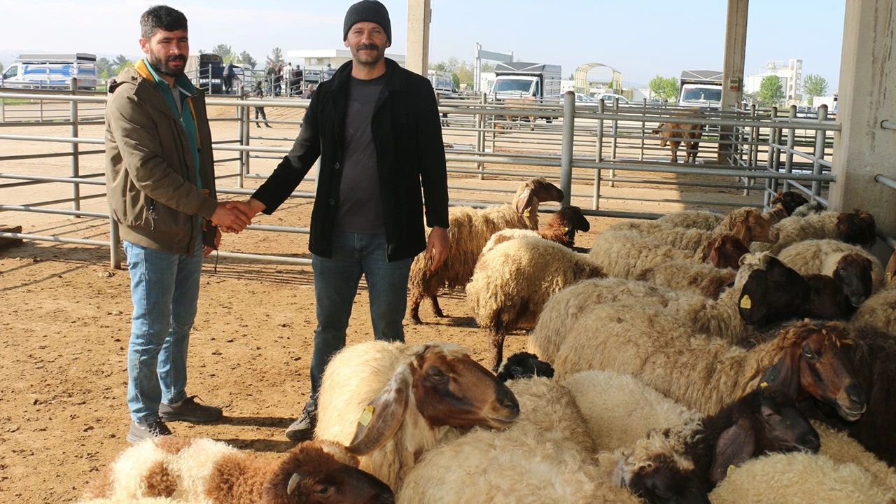 Kurbanlık Hayvanlar Satışa Sunuldu