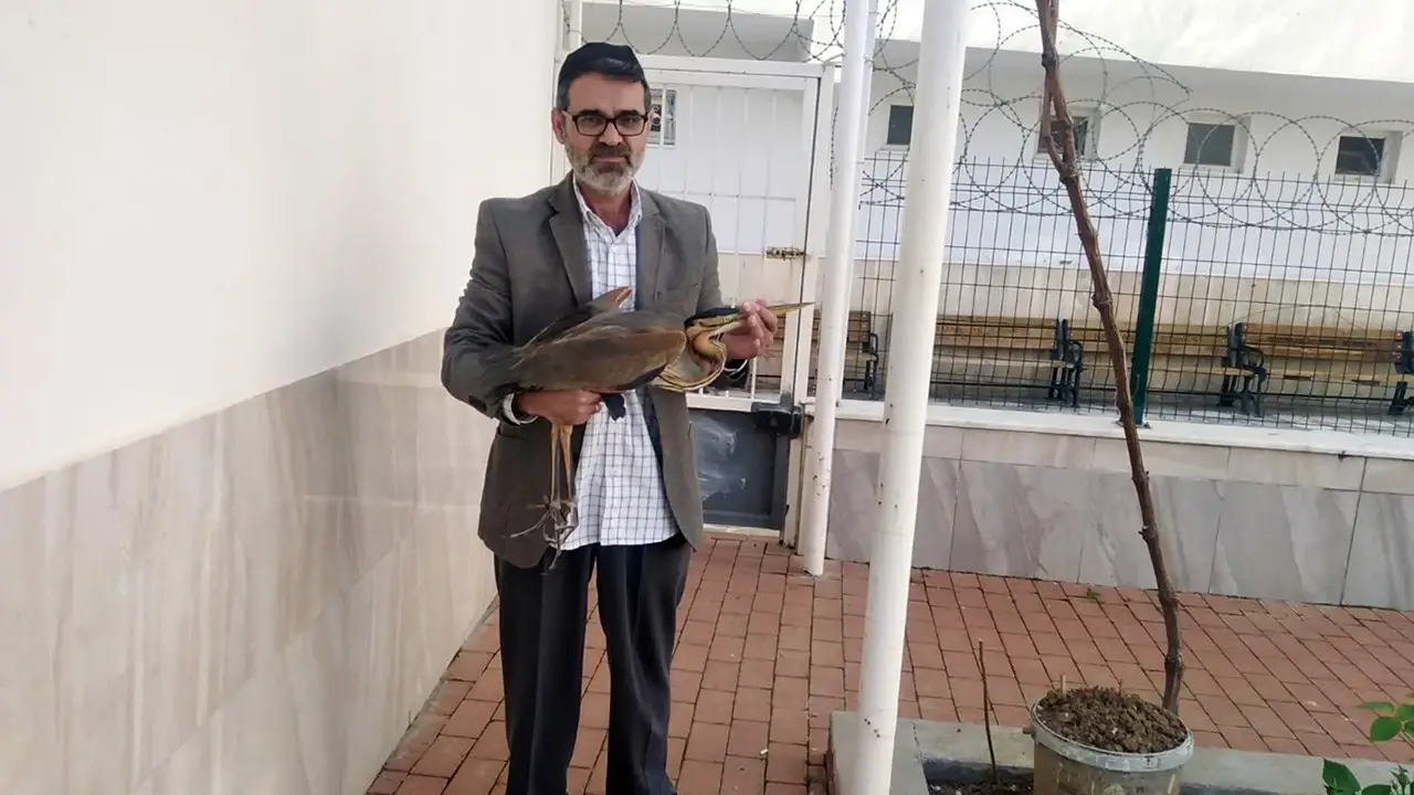 Selimeye Camii Avlusunda Yaralı Balıkçıl Kuşu Kurtarıldı