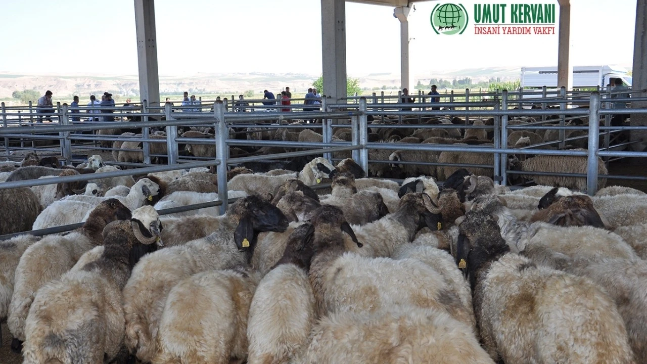 Umut Kervanı’ndan Kurban Bayramı İçin Vekalet Çağrısı