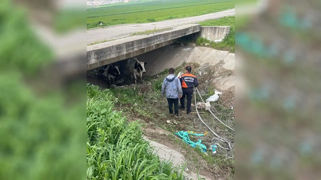 Batman’da İki İnek Köprü Altında Bulundu
