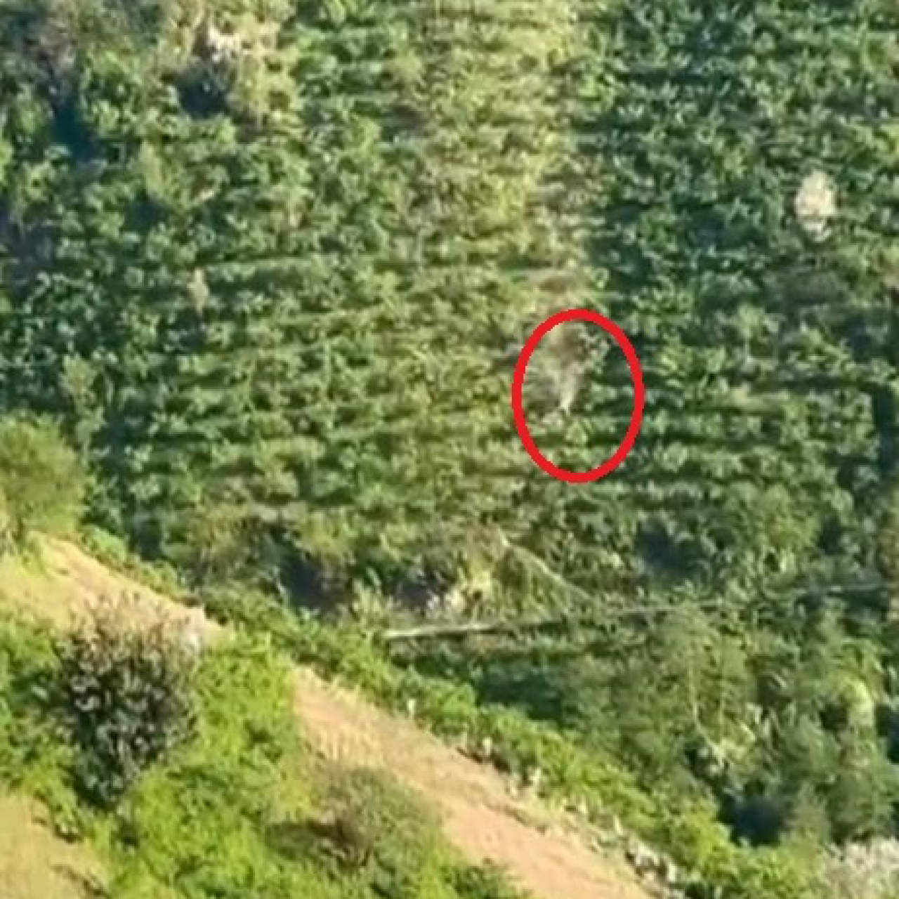 Giresun’da Uçurumdan Düşen Kamyonet Kazası